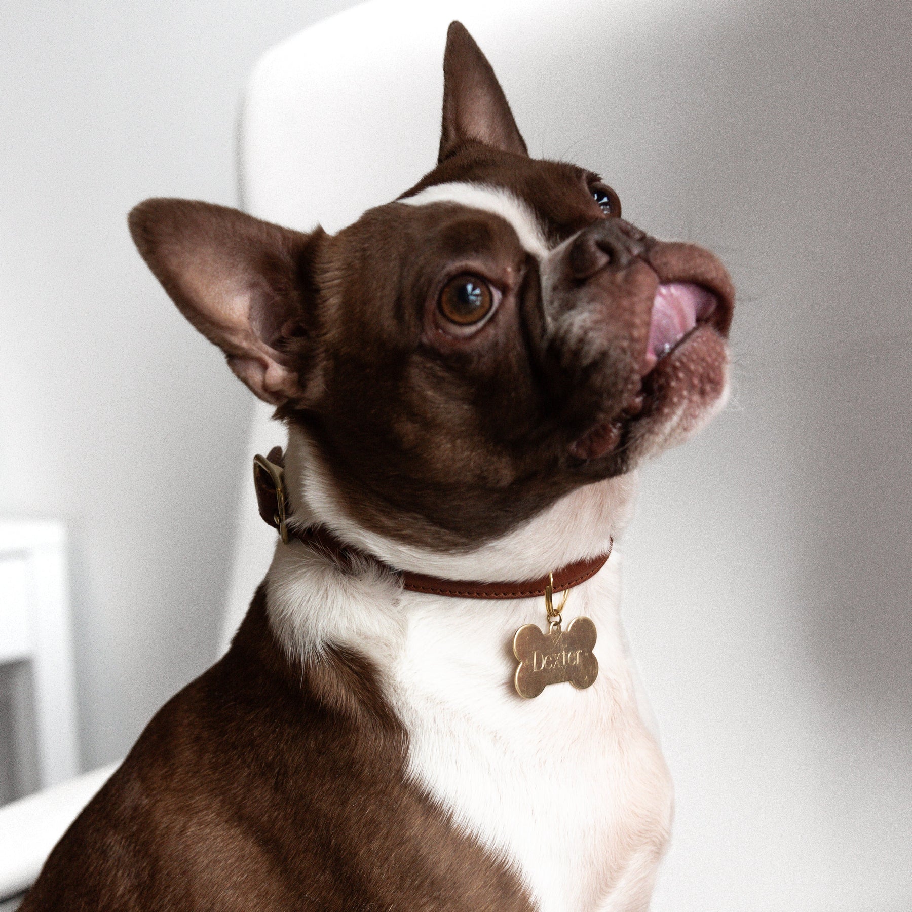 Dexter Pet Charm