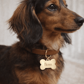 Dexter Pet Charm